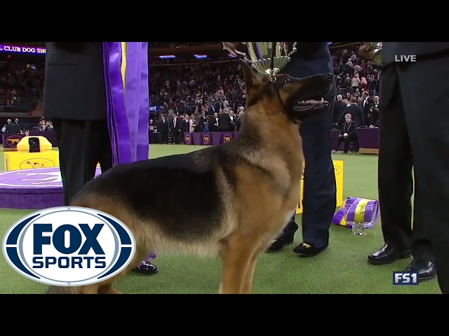 German Shepherd Rumor wins Best in Show | Westminster Dog Show (2017) | FOX SPORTS